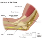 Anatomy of Elbow
